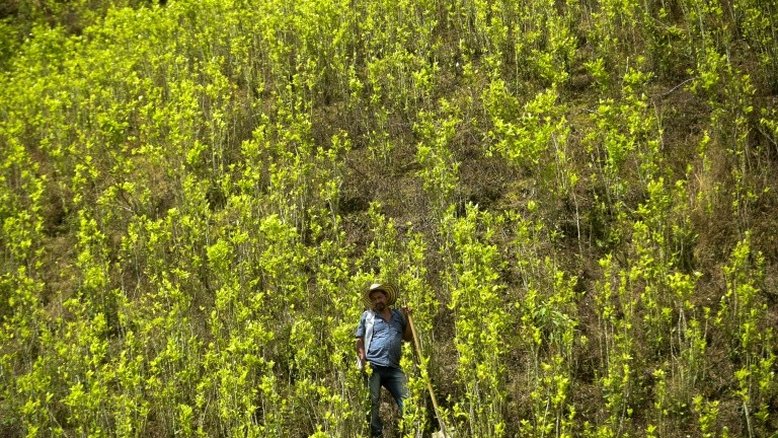Colômbia anuncia recorde de erradicação de narcocultivos pelo segundo ano consecutivo