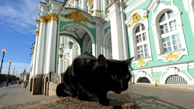 Gatos do museu russo Hermitage herdam 'fortuna' de médico francês