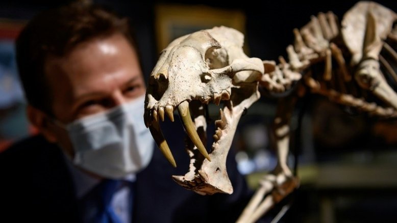 Fóssil de tigre dentes-de-sabre é vendido por US$ 84,2 mil em leilão