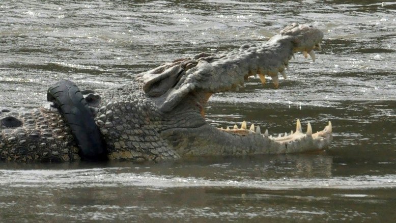 Fugitivo é encontrado nu em zona de crocodilos na Austrália