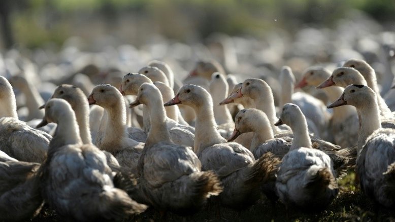 Preocupação na França com aumento da gripe aviária