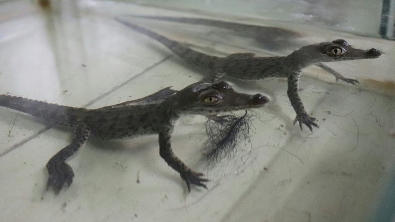 Crocodilos ameaçados de extinção nascem no zoológico do Peru