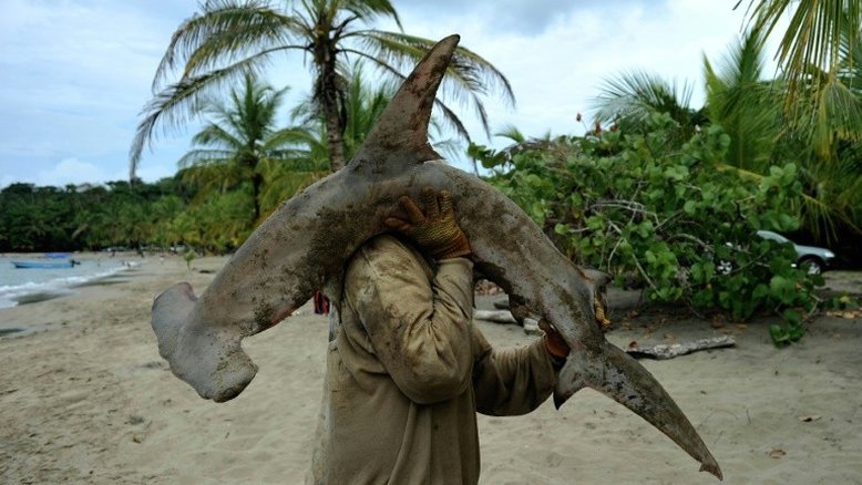 Tubarões estão desaparecendo e fenômeno deixará 'enorme buraco' nos oceanos, diz relatório