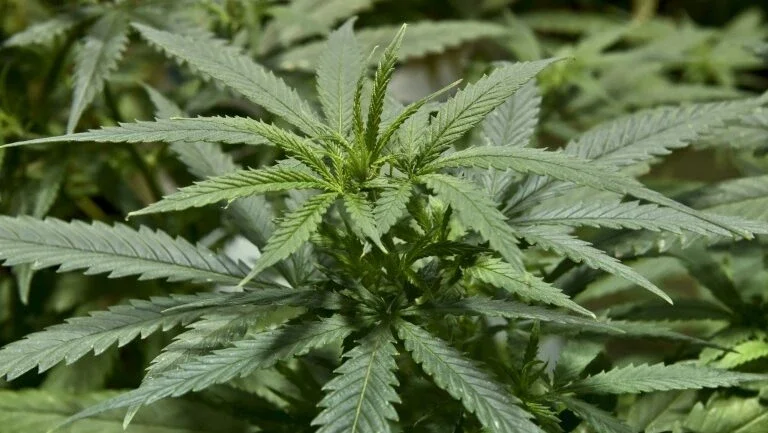 México emite regulamento para uso medicinal de maconha