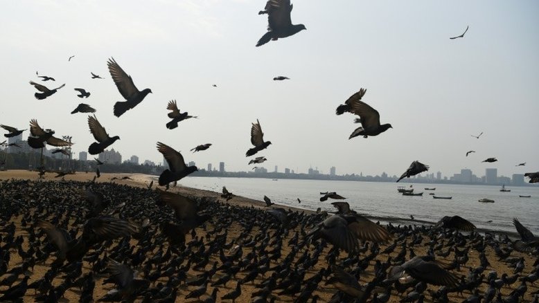 Índia sacrifica dezenas de milhares de aves domésticas devido à gripe aviária