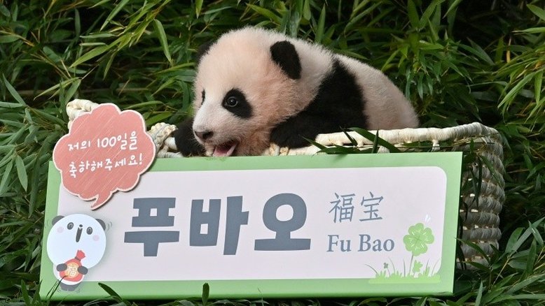 Vídeo de bebê panda agarrando seu cuidador viraliza nas redes sociais