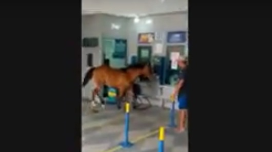 Cavalo invade lotérica, assusta clientes e vira piada na cidade de Cuité,  na PB; veja vídeo, Paraíba