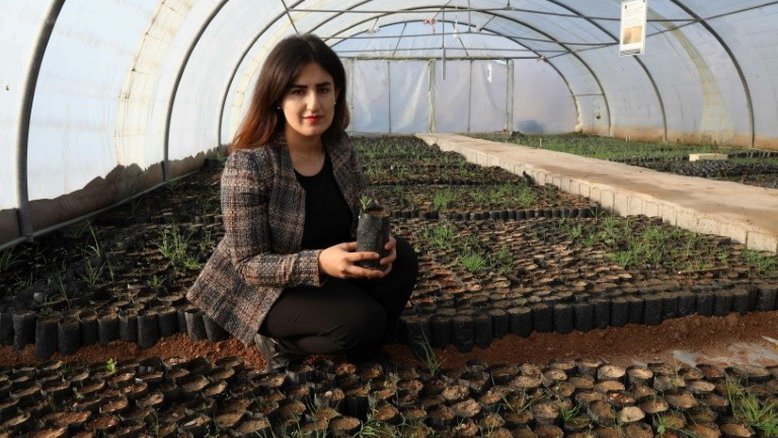 No Curdistão iraquiano, um milhão de carvalhos contra mudança climática