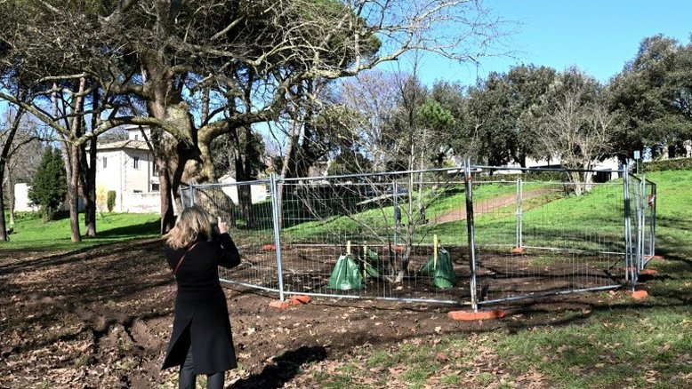 Clone de bananeira do século 17 é plantado em parque de Roma