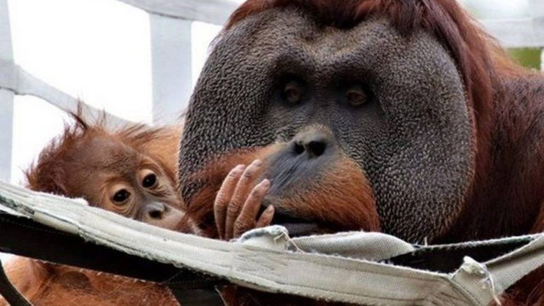 Divulgação/Denver Zoo