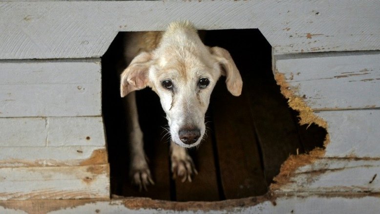 Vídeos: 7 vezes em que os humanos foram cruéis com os animais