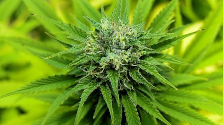 Traficantes de drogas do Reino Unido se adaptam ao confinamento