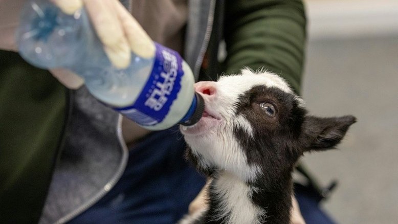 Pub irlandês se torna clínica para animais selvagens devido à pandemia