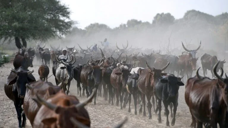 Trinta e cinco mortos em confrontos entre pastores e agricultores no Chade