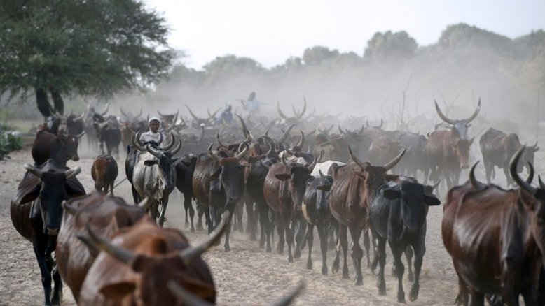 Trinta e cinco mortos em confrontos entre pastores e agricultores no Chade