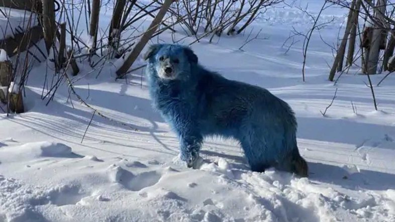 Reprodução/ VK.com