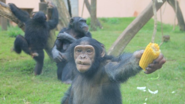Divulgação/Zoológico de São Paulo