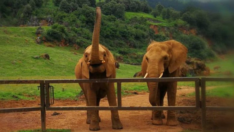 Divulgação/  Parque de la Naturaleza de Cabárceno
