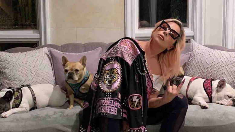 Lady Gaga oferece R$ 2,7 milhões por cachorros roubados