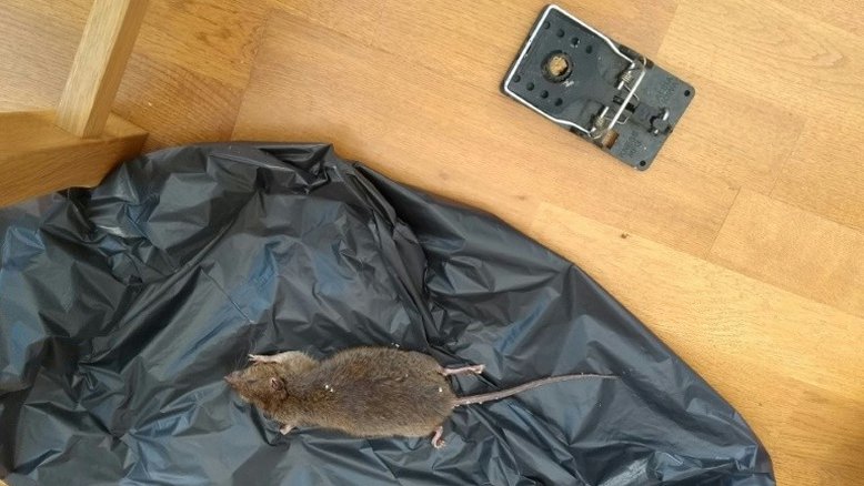 Ratos infestam ruas e casas de uma Londres confinada