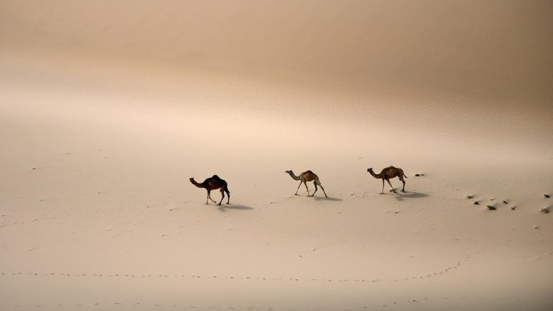 Arábia Saudita vai plantar bilhões de árvores para combater mudanças climáticas