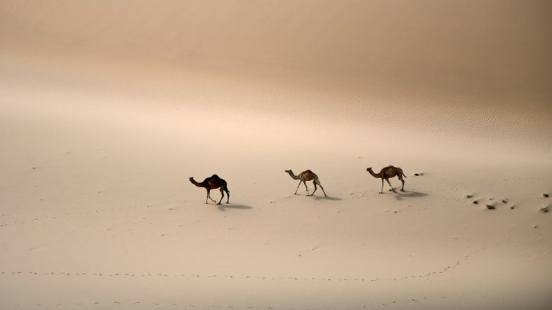 Arábia Saudita vai plantar bilhões de árvores para combater mudanças climáticas