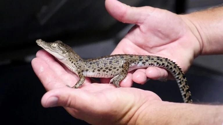 Na Austrália, empresas de bens de luxo criam crocodilos para a produção de bolsas