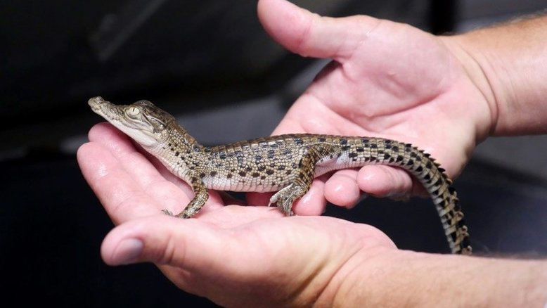 Na Austrália, empresas de bens de luxo criam crocodilos para a produção de bolsas