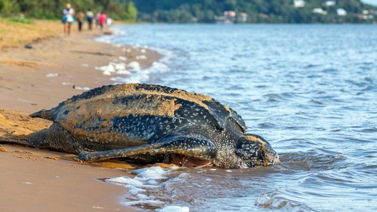 Nove exemplares de tartaruga ameaçada de extinção nascem no Equador