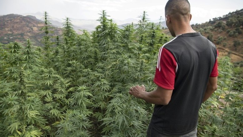 Marrocos, grande produtor de haxixe, quer legalizar uso terapêutico da cannabis