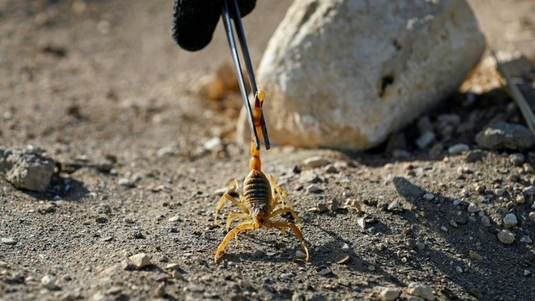 Fortes tempestades levam à infestação de escorpiões no Egito