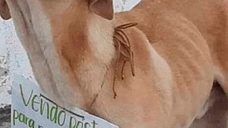 Reprodução/La Verdad Notícias