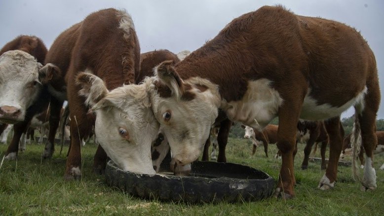 Uruguai, o país das quatro vacas por pessoa, busca uma pecuária mais verde