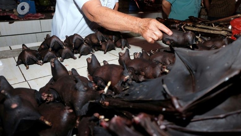 Morcego, pangolim, aves... Os animais que nos transmitem vírus