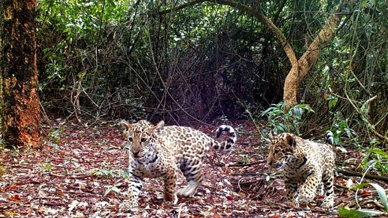 Três onças foram soltas na reserva de Iberá na Argentina