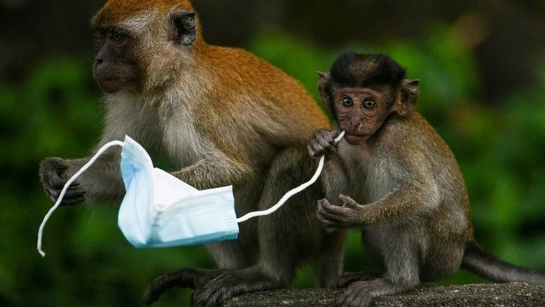 Espanha investiga suposta crueldade em laboratório de testes animais