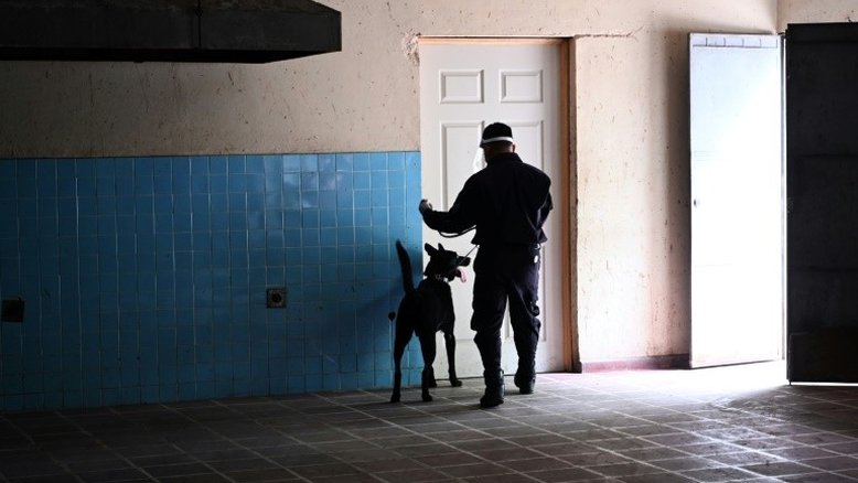 El Salvador treina cães para detectar a covid-19 em aeroportos