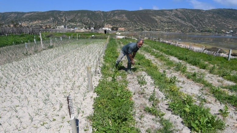Cultivo na areia para combater a escassez de água na Tunísia