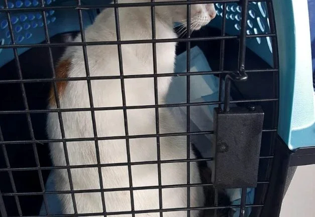 Polícia do Panamá prende gato usado para transportar drogas para prisão
