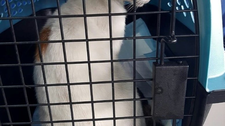 Polícia do Panamá prende gato usado para transportar drogas para prisão