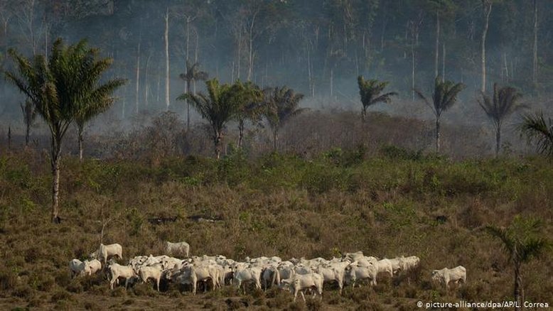 Estudo liga montadoras europeias a desmatamento na Amazônia