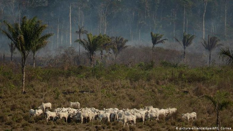 Estudo liga montadoras europeias a desmatamento na Amazônia