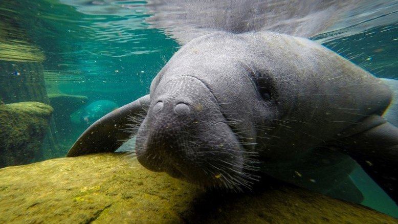 Mortandade inédita de peixes-boi sobrecarrega centros de cuidados na Flórida