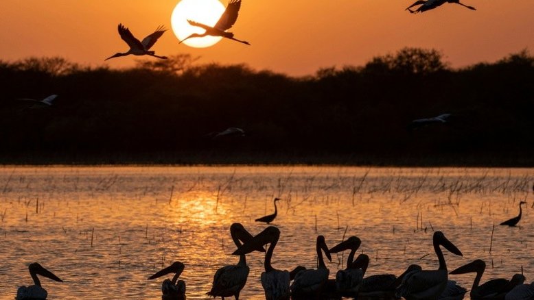 Exuberante parque Dinder do Sudão perde terreno pouco a pouco