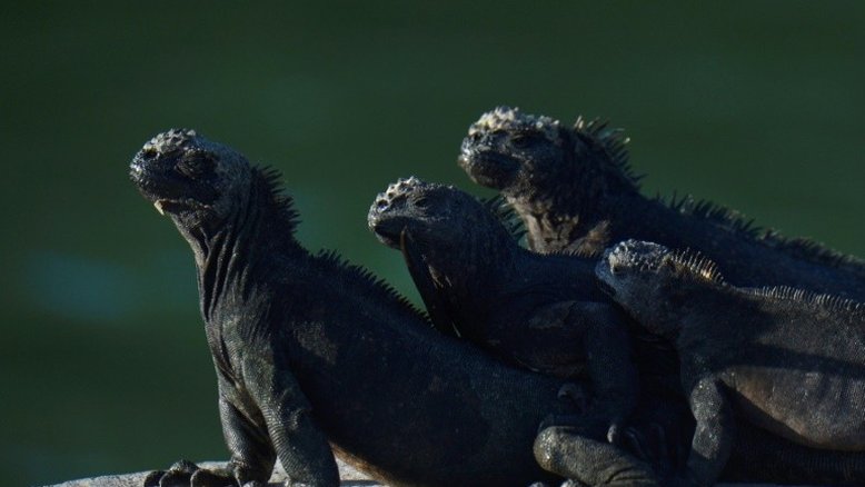 Galápagos, livre da covid, mas com o turismo e a ciência em suspenso