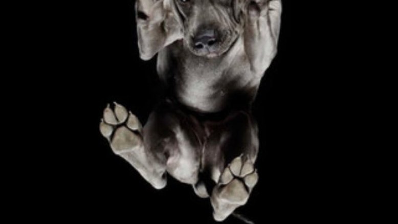 Pets viram arte ao serem fotografados de forma inusitada