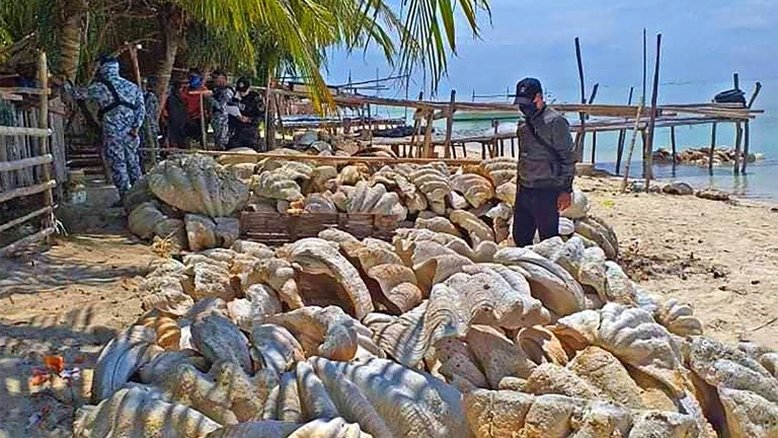 Governo filipino faz apreensão recorde de 200t de moluscos gigantes