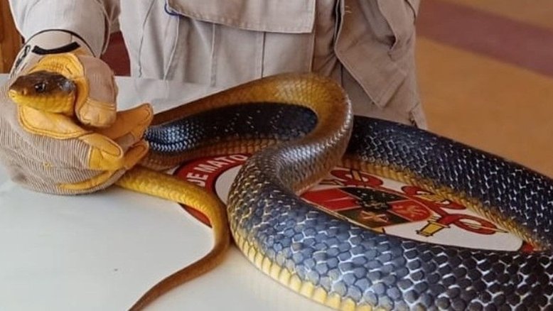 Os mais assustadores ataques de cobras