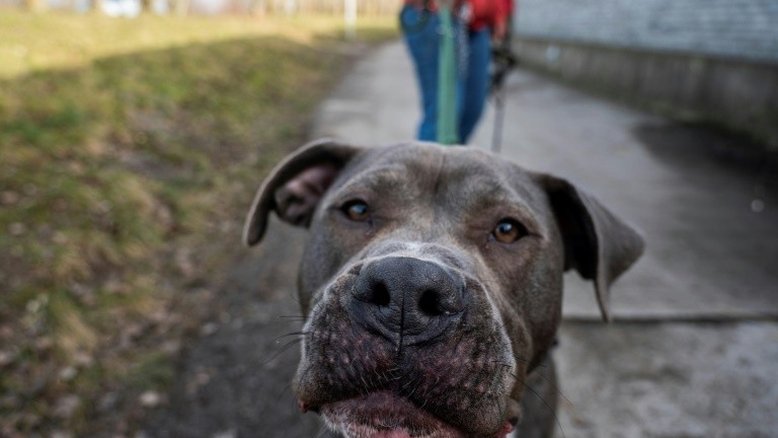 Animais de estimação ajudam alemães a lidar com a pandemia