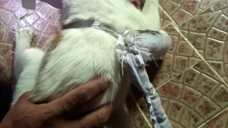 'Cachorro carteiro' que levava correspondência entre presos é apreendido no Panamá